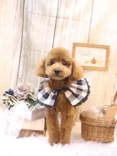 20241029モコくん